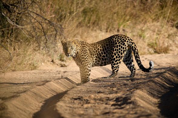 A leopard crossing the road, staring directly into the camera

Sony A1 ii, Sony 300mm f/2.8 GM + 2x TC - 1/1000, f/5.6, ISO1000