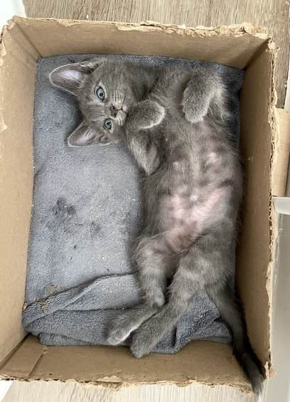 An 8 week old grey kitten on his back in a box, front paws curled, belly pink