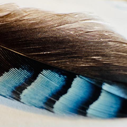 Das Foto zeigt eine einzelne Feder in Nahaufnahme. Die Feder ist oben dunkelbraun bis schwarz gefärbt und weist im unteren Bereich leuchtend blaue Streifen auf, die von schwarzen Bändern getrennt werden. Die feine Struktur der Federäste ist deutlich erkennbar.
