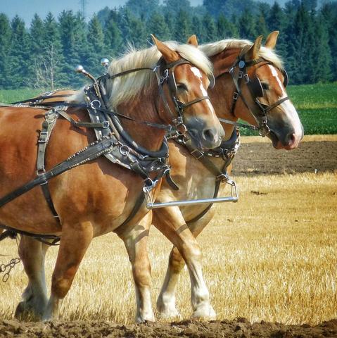 A close up image on a sunny day of a pair of brown horses pulling a plow. A line of large trees can be seen in the background.