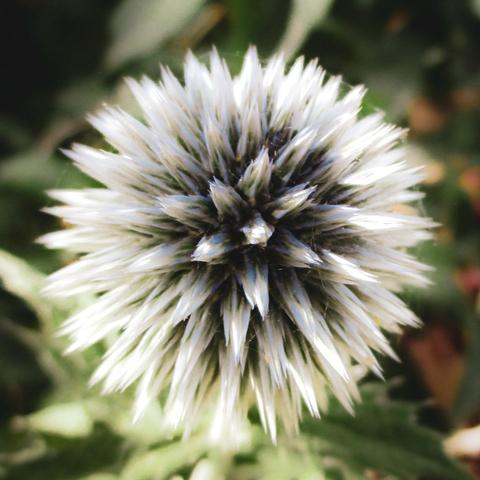 A macro image of a large spiky globe thistle flower. Its white colour highlights the subtle blue of its interior. The background is mostly green and out of focus.