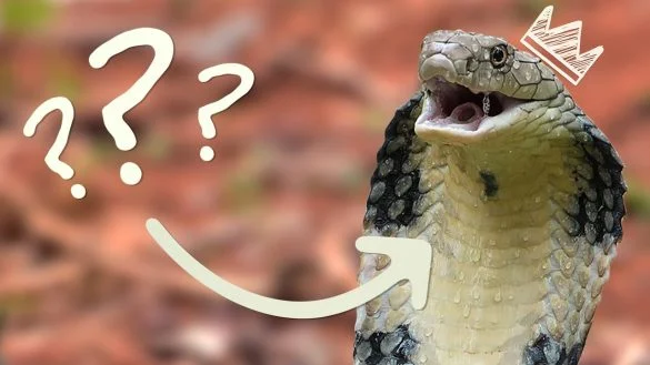 King cobra with mouth open displaying fangs and pale throat, with question mark graphics and crown illustration overlay suggesting the mystery of snake species identification.