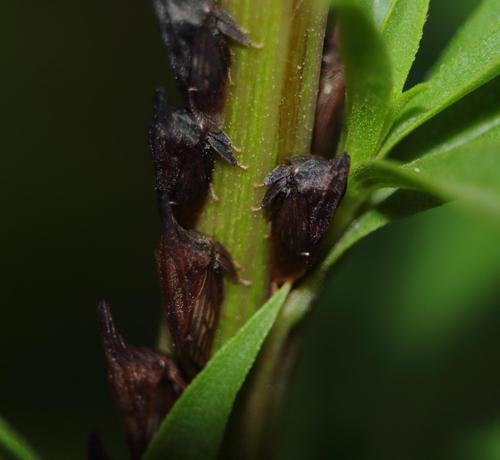 A herd of wide footed treehoppers cling to a stem. They are brown and resemble a long necked dinosaur.