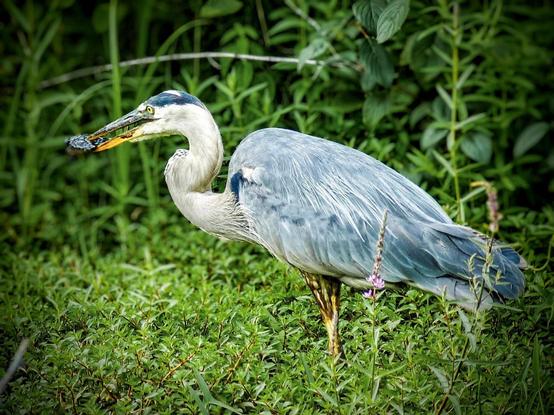 A large blue heron stands in the green foliage next to a marsh with a small snapping turtle in its long beak. The yellow of the birds eyes can clearly be seen.