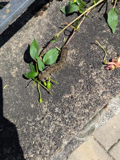 big grey caterpillar on a withered concrete surface with some twigs and leaves