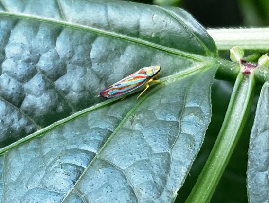 A very small bug with light green and bright magenta markings on its sides sits in the crease where the vein runs down the center of a dark green field pea leaf. It appears to have soft wings and is not a beetle.