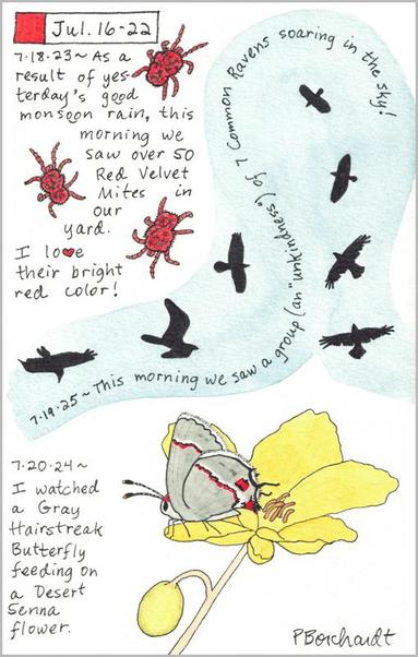 My 2025 Perpetual Journal watercolor and pen art of 7 Common Ravens; my 2024 Perpetual Journal watercolor and pen art of a Gray Hairstreak Butterfly on a Desert Senna flower; & my 2023 Perpetual Journal watercolor and pen art of Red Velvet Mites, all in Tucson, AZ.