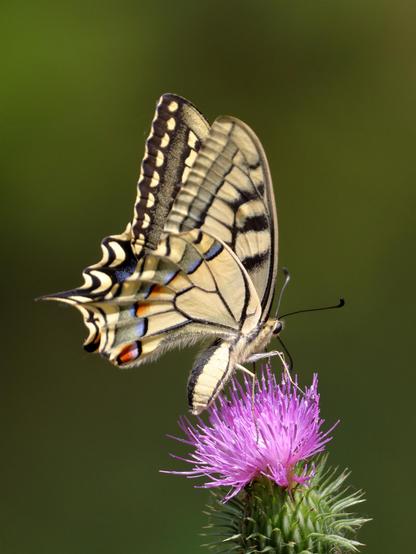 Machaon
Papilio machaon