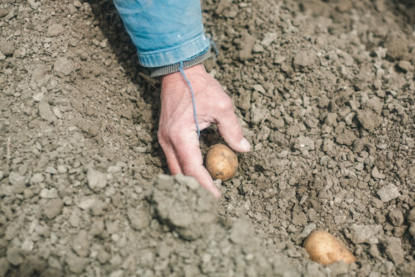 Photo of the hand of a person putting a potato into a ditch in the ground in short disdance of another tuber.