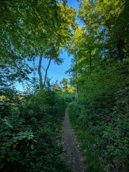 A winding dirt path disappears into a dense, verdant forest on a clear day. The path is flanked on both sides by lush green foliage, including bushes and ferns. Above, tall trees with vibrant green leaves form a canopy, allowing patches of bright blue sky to show through. The sunlight casts dappled shadows on the path.