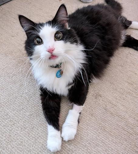 A black and white cat looking at the camera with it's eyes widely open.