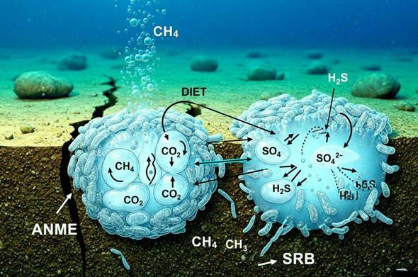 Researchers uncover how microorganisms work together to break down a powerful greenhouse gas