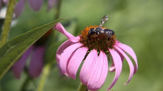August is a great time to plant herbaceous perennials