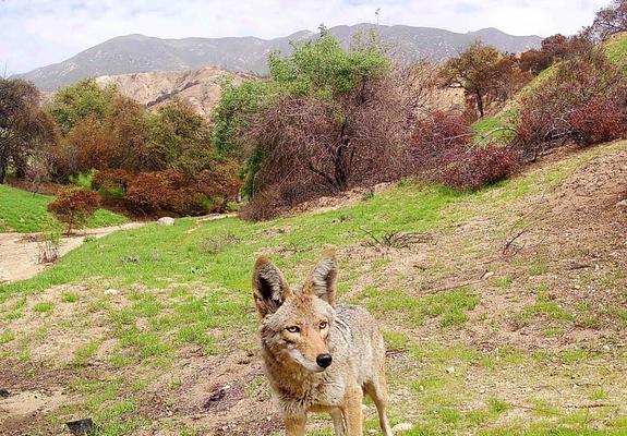 Coyotes chewing on the plastic driplines and other gardening issues – Orange County Register