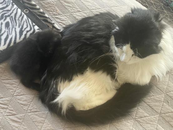 Bit black and white tomcat resting on a blanket. If you look closely you can see a small black kitten is curled up behind him, seemingly all one cat.