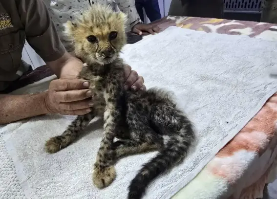 A rescued cheetah cub on a table.