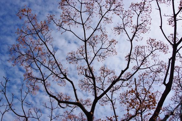 a tree, branches filled with long-stemmed berries, stretches against cotton clouds in the sky