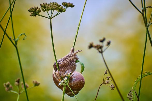Brown snail climbing green stem amid delicate flowers in a soft-focus natural setting.