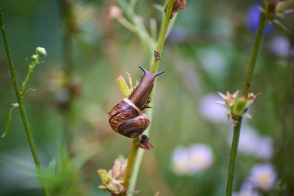 Brown garden snail climbing a green plant stem in a lush outdoor setting.