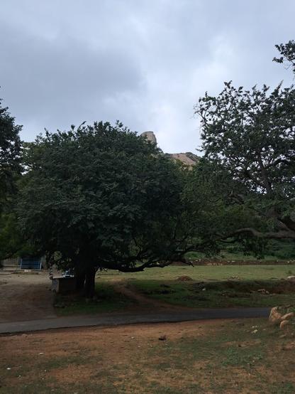 A large neem tree stands in front of a hill, partially obscuring it. A road runs left to right in front of it. Behind the tree, to the left, there's a concrete path leading up the hill's slope to a small light blue shed. The shed is closed with a painted grill. A large rock column on top of the hill is visible behind the neem tree.