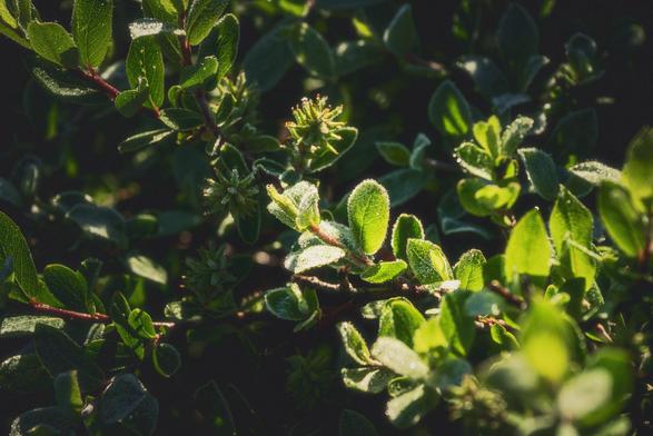 Close-up of sunlit green leaves covered in frost and dewdrops, with fuzzy textures and small buds, set against a dark, softly blurred background.