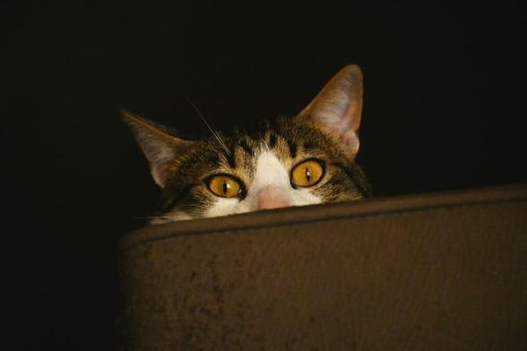【動画】「ゾッとした」...猫の飼い主が深夜に帰宅して見たものとは - ニューズウィーク日本版 オフィシャルサイト