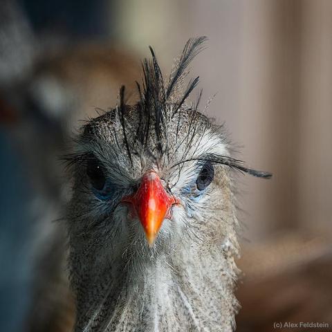 Red Legged Seriema looking at you