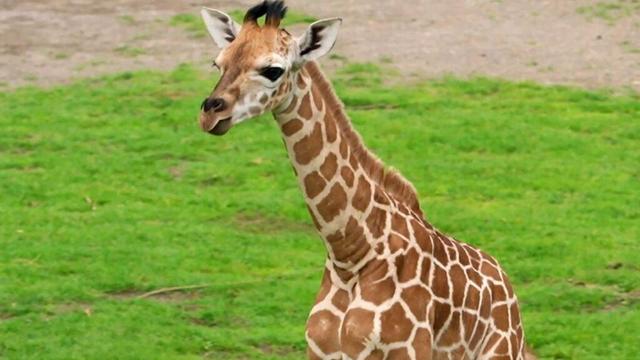 Sachsen: Zoo Leipzig sucht Namen für junge Giraffe