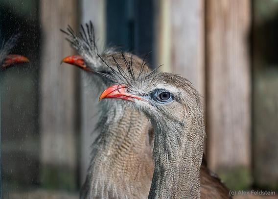 Two Red Legged Seriemas at the zoo