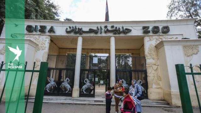 Outrage as Africa's oldest zoo in Egypt culls scores of big cats