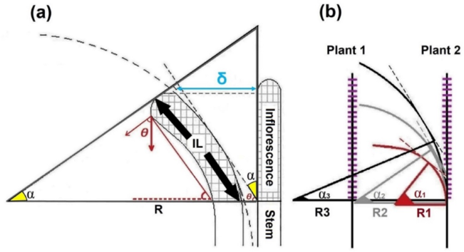 Biomechanical analysis reveals hormonal crosstalk in inflorescence bending of cut stock flower