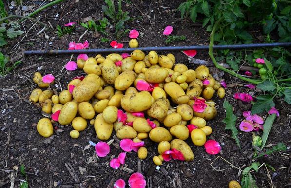 Potatoes on the ground.