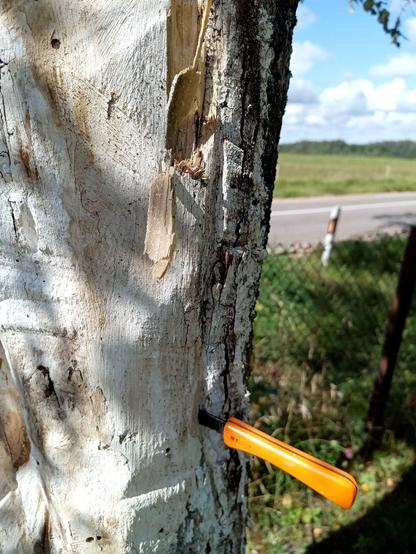 A big, old birch. The bark is missing from a large area and it has been painted with limewash to protect it. A knife is stuck in about 10 cm deep and went in without resistance, meaning the rot is going deep and there's no saving this tree. It's along a road for bonus excitement.