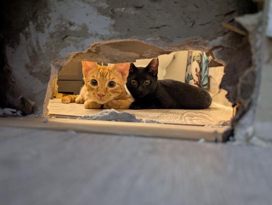 An orange kitten and a black kitten huddled together, peering through a hole through two layers of drywall at the camera. They are very cute.