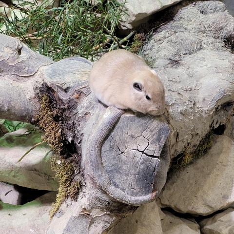 Eigentlicher Gundi liegt müd auf einem Stein