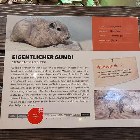 Info zum Tier 
EIGENTLICHER GUNDI
CTENODACTYLUS GUNDI
Wusstest du...?
Die Backenzähne von Gundis hören nie auf
zu wachsen. So werden sie von der harten
pflanzlichen Kost nie ganz abgenutzt.
Gundis bewohnen trockene Wüsten und Halbwüsten Nordafrikas. Die
tagaktiven Tiere leben, angeführt vom ältesten Männchen, in sozialen Familienverbänden und sonnen sich gerne auf Steinen. Trotz ihrer Vorliebe
zur Sonne ziehen sich Gundis bei zu hohen Temperaturen in einen Unterschlupf zurück und stellen die Futtersuche ein. Kühlt es in den Abendstun-
den wieder ab, gehen sie nochmals auf Nahrungssuche. Gundis ernähren
sich ausschliesslich pflanzlich und können sämtliche Flüssigkeiten über
die Nahrung aufnehmen. Die Tiere kommunizieren über verschiedene
Laute. Bei Gefahr wird eln Warnruf ausgestossen und Familienmitglieder
suchen Schutz in Geröllhöhlen. Ihr Familienname <Kammfinger> kommt
von einem borstigen Kamm an den Zehen, mit dem sie sich den Sand aus
dem Fell putzen können.