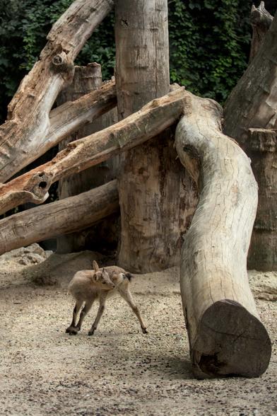 Un tout jeune cerf qui regarde derrière lui, entouré de tronc d’arbre dont l’écorce a été enlevée, et posés pour enrichir l’enclos