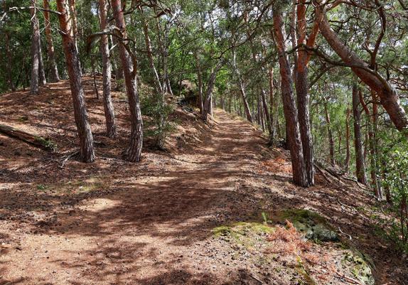 A sunlit, wide-angle photograph shows a dirt path winding through a forest. The path, covered in pine needles and cones, follows a slight ridge, with trees on either side. Many of the trees have tall, slender trunks with reddish-brown bark. The forest floor is covered in dappled light and shadow, with pockets of green foliage and rocks visible. A thick tree trunk on the far right of the frame has a low-hanging branch that appears to lean into the shot, almost 'photo-bombing' the path.