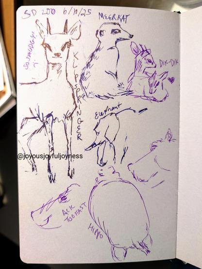 A sketchbook page with toned gray paper with various half live sketches of animals. The top left of the page says SD Zoo 6/10/25. The top left is a drawing with a fountain pen of a Klipspringer and the words "So Smudgy! :(" written next to it. Some of the lines are smudged. To the right is a Meerkat in profile. To the right of that are two Dik-Diks lying down. Below these drawings are a series of half sketches of hippos and elephants (labeleled). Next to a scribbled out drawing is the text "Ack too fast."