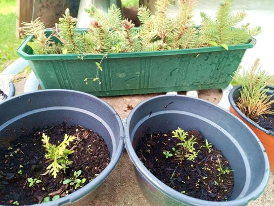 Two flower puts with thuja sprouts that have gotten their proper "leaves" or whatever they're called. Behind, a wide balcony planter full of spruce cuttings that have sprouted new growth. On the right, half clipped off, a pine that also has a new sprout and some brown needles on the bottom.