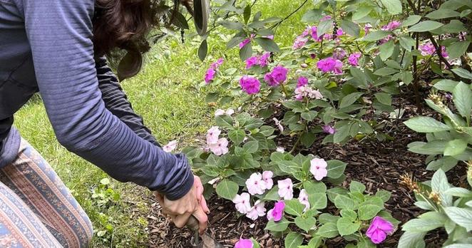 Gardening's hidden benefits: How digging in the dirt could bolster mental wellbeing | Lifestyles