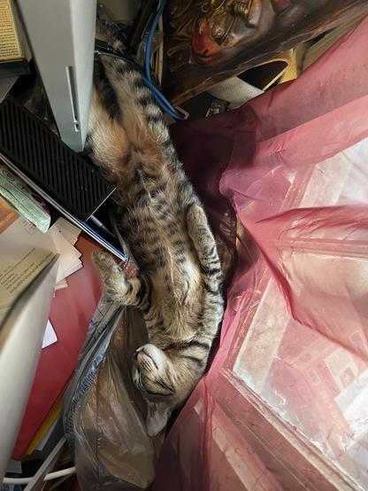 Picture of our kitten Simba sleeping.