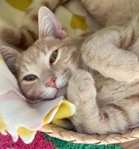 Orange kitten looks at the camera from a basket bed lined with a soft blanket. His paws are curved up around his face, and his belly stretches around the inside curve of the basket. He has the most flexible spine ever.