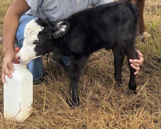 New Baby Born the Other Day
