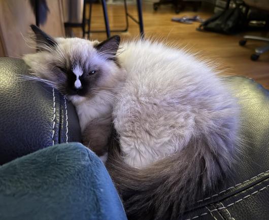 a seal mitted ragdoll kitten compactly laying on the edge of a couch, using the armrest as a pillow