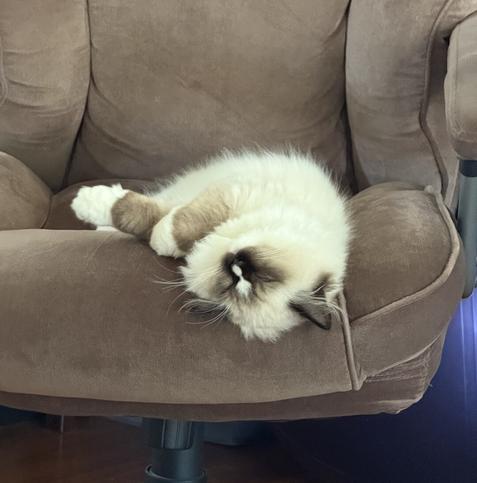 a seal mitted ragdoll kitten laying on a desk chair, on his side and hanging his head off of front