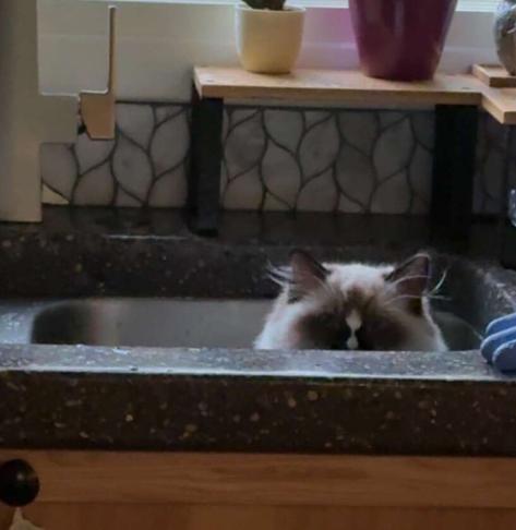 a seal mitted ragdoll kitten, with just the top half of his head visible since he's clearly sitting in a sink