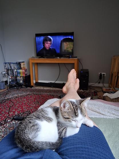 A small white, grey, and black kitten dozes in my lap.  In the background, "Return of the Jedi" is playing.