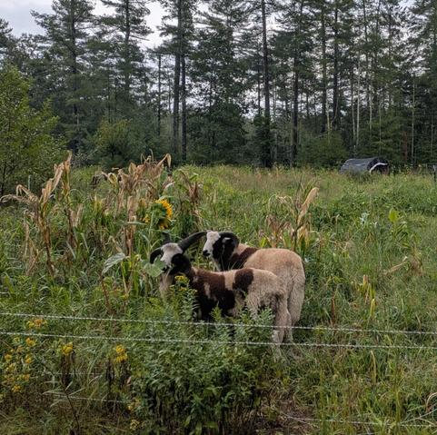 Goats vs sheep? My answer