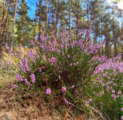 Calluna vulgaris